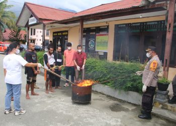 Satresnarkoba Polres Jayapura Musnahkan Barang Bukti Ganja dari Tiga Kasus Sepanjang November-Desember 2024