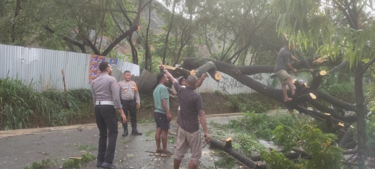 Anggota Polres Jayapura saat membersihkan pohon tumbang untuk memastikan kelancaran arus lalu lintas. (Foto: Istimewa)