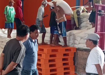 Kerja Sama Petani dan Bulog, Ribuan Ton Beras Merauke Terserap Hingga Maret 2025