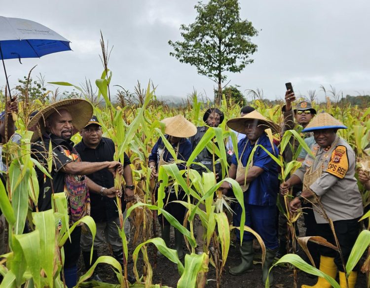 Kapolres Jayapura AKBP Umar Nasatekay, bersama dengan Bupati Jayapura, Dr. Yunus Wonda, dan unsur Forkopimda saat panen perdana. (Foto: Istimewa)