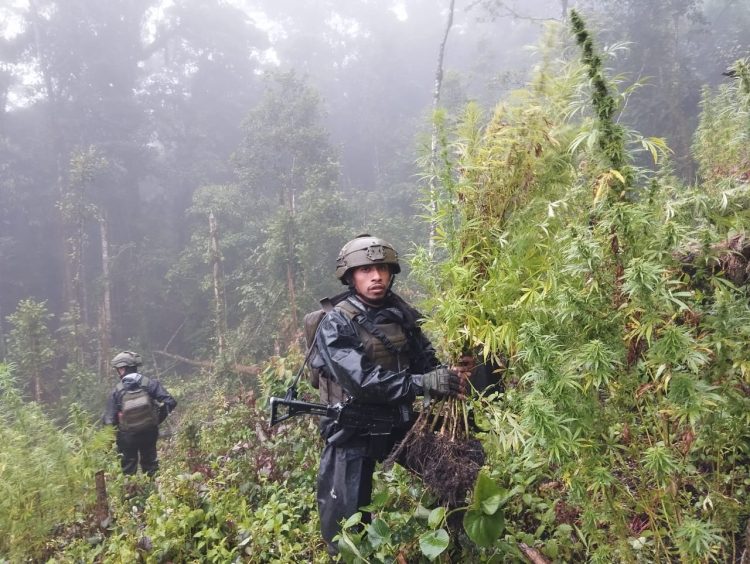 ladang ganja seluas sekitar 0,5 hektar di wilayah terpencil Pegunungan Bintang, Papua Pegunungan. (Foto: Istimewa)
