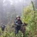 TNI Temukan 204 Batang Ganja di Ladang Tersembunyi Pegunungan Bintang
