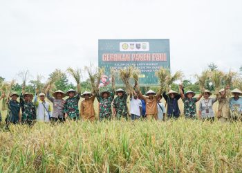 Sinergi TNI-Pemda Keerom Genjot Panen Raya Padi di Wilayah Perbatasan Papua