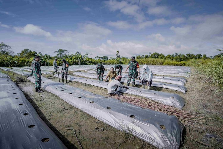 Kodim 1710/Mimika bekerja sama dengan Kelompok Tani (Poktan) Noken Naena saat melakukan penanaman semangka dan kacang tanah. (Foto: NM)