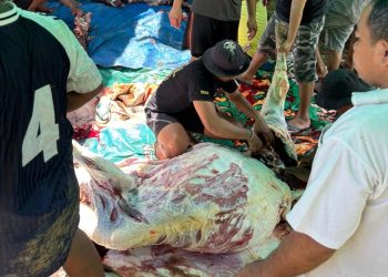 Idulaadha 1446 Hijriah, Masjid At Taubah Graha Ampera Sembelih 5 Ekor Hewan Kurban