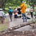 Pohon Tumbang Timpa Pengendara di Abepura, Satu Perempuan Tewas di Tempat