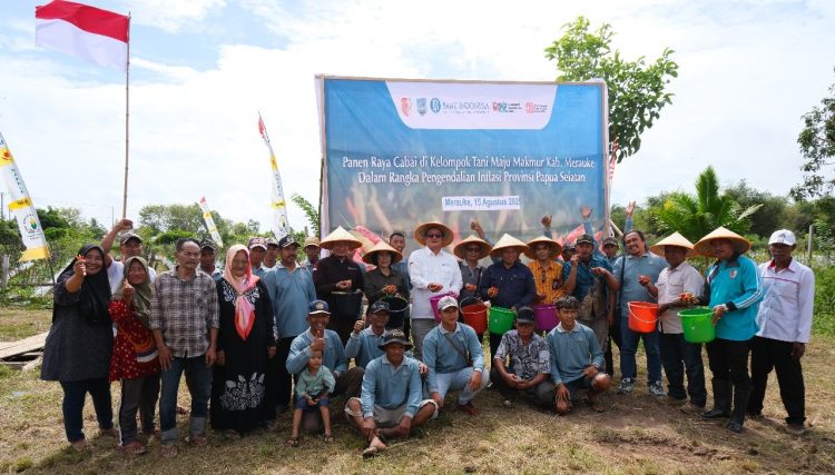 Panen raya cabai di Kampung Marga Mulya, Distrik Semangga, di lahan seluas 40 hektare. (Foto: Istimewa)