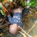 Balita Hanyut di Kali Toladan Ditemukan Meninggal Dunia, Polres Jayapura Imbau Warga Lebih Waspada