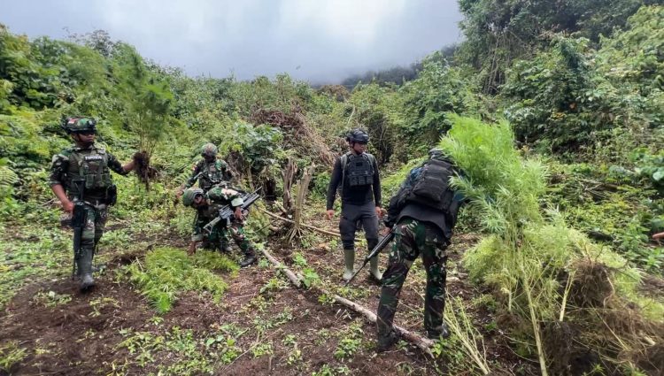Satgas Pamtas RI-PNG Yonif 751/Vira Jaya Sakti bersama Satgas Prayudha dan Satgas Ketapang berhasil mengungkap empat kebun ganja. (Foto: Istimewa)