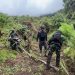 Satgas Pamtas RI-PNG Bongkar Empat Kebun Ganja di Oksibil, 297 Batang Disita
