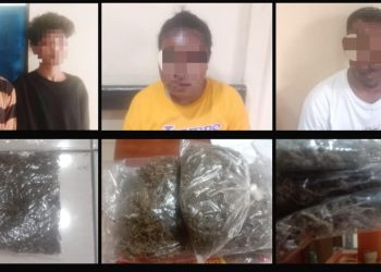 Polisi Gagalkan Penyelundupan Ganja di Pelabuhan Jayapura, Empat Pelaku Diamankan