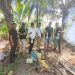 Satresnarkoba Polres Merauke Gagalkan Produksi Miras Tradisional Jenis Sagero