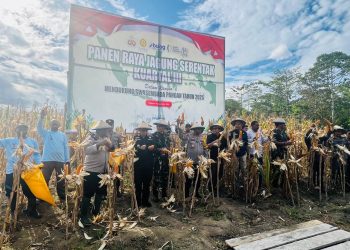 Polda Papua Panen Raya Jagung Kuartal III Sebanyak 4 Ton di Kampung Aib Kemtuk Kabupaten Jayapura