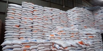 Bulog Papua: Serapan Beras Merauke Sudah 17.594 Ton, Optimis Capai 20 Ribu Ton di Akhir Tahun