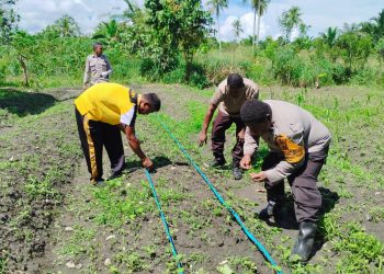 Polsek Sentani Timur Tanam Jagung Manis, Wujud Dukungan Ketahanan Pangan Nasional