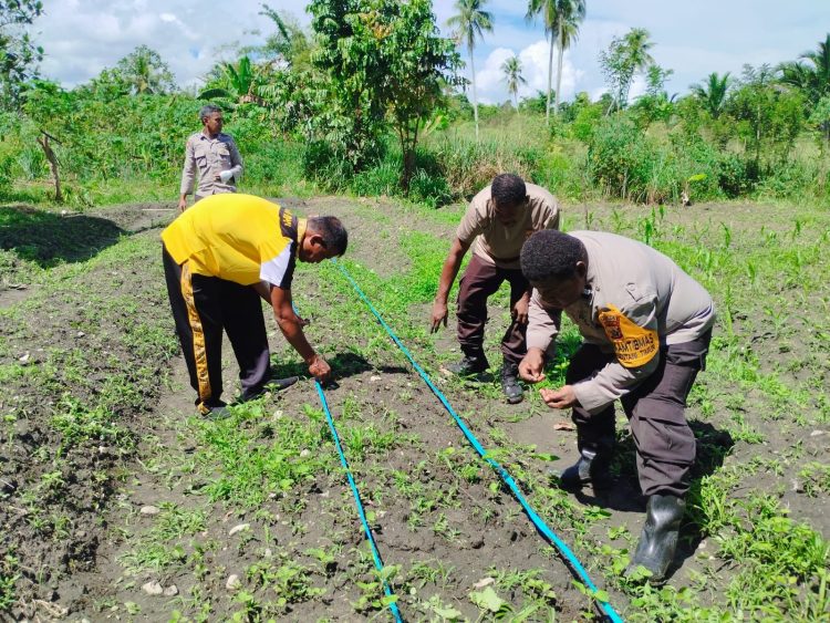 Polsek Sentani Timur Polres Jayapura melaksanakan kegiatan penanaman jagung manis di Komplek Khalakburan, Kampung Nendali. (Foto: Istimewa)