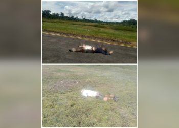 Tragedi di Bandara Korowai Batu, Pesawat PK-SNR Ditembak, Dua Pilot Gugur