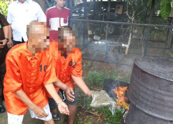 Digagalkan Sebelum Edar, 6,3 Kg Ganja Dimusnahkan Polda Papua