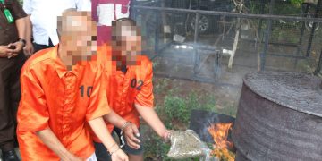Digagalkan Sebelum Edar, 6,3 Kg Ganja Dimusnahkan Polda Papua