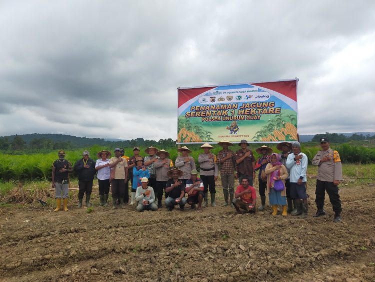 Penanaman jagung serentak seluas 1 hektare yang berlangsung di lahan perkebunan PT. Permata Nusa Mandiri. (Foto: Istimewa)