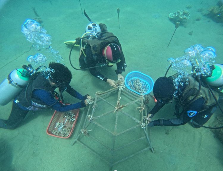 Program CSR restorasi terumbu karang dengan menggaungkan Harmoni Laut Ambon guna mendukung konservasi keragaman hayati bawah laut Negeri Laha. (Foto: Istimewa)