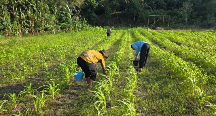 Pemupukan tanaman jagung yang dilaksanakan oleh Sat Binmas di Komplek Numpang Geser, Kampung Doyo Lama. (Foto: Istimewa)