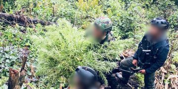 Operasi TNI-Polri Ungkap Ladang Ganja, Puluhan Pohon Diamankan