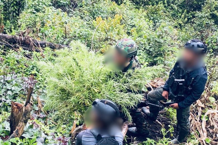 Satgas Yonif 751/Vira Jaya Sakti (VJS) bersama Satgas gabungan TNI-Polri berhasil amankan ladang ganja siap panen. (Foto: Istimewa)