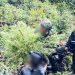 Operasi TNI-Polri Ungkap Ladang Ganja, Puluhan Pohon Diamankan