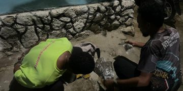 Operasi Sat Resnarkoba di Abepura Berhasil Tangkap Dua Pelaku Ganja