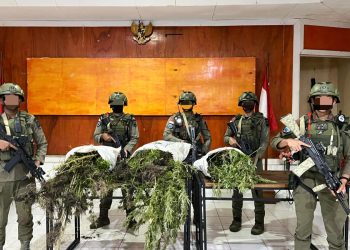 Dua Ladang Ganja Terbongkar Saat Patroli di Pegunungan Bintang
