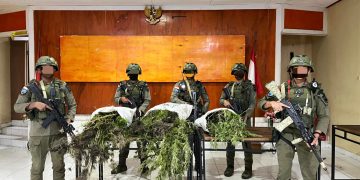 Dua Ladang Ganja Terbongkar Saat Patroli di Pegunungan Bintang