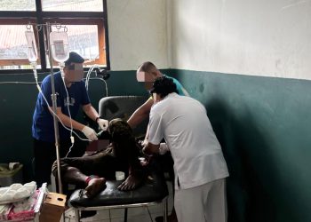 Operasi di Puncak Jaya, Anggota KKB Tak Berkutik Dilumpuhkan