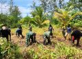 Semangat Gotong Royong, Satgas TMMD Kodim 1710/Mimika Buka Lahan Pertanian Bersama Warga