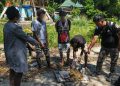 Ratusan Gram Ganja Dimusnahkan Satresnarkoba Polresta Jayapura Kota