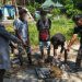 Ratusan Gram Ganja Dimusnahkan Satresnarkoba Polresta Jayapura Kota