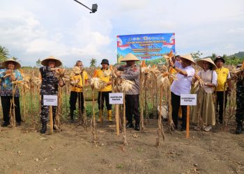 Polda Papua Dorong Ketahanan Pangan Melalui Panen Raya Jagung Kuartal II