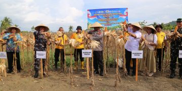 Polda Papua Dorong Ketahanan Pangan Melalui Panen Raya Jagung Kuartal II