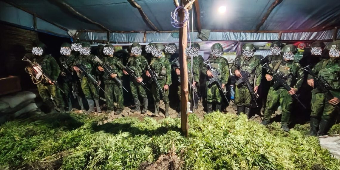 TNI Habema Sita 5.000 Batang Ganja di Yahukimo. (Foto: Istimewa)