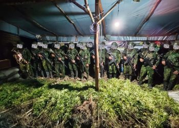 TNI Habema Sita 5.000 Batang Ganja di Yahukimo, Penyelidikan Terus Dikembangkan