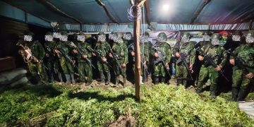 TNI Habema Sita 5.000 Batang Ganja di Yahukimo, Penyelidikan Terus Dikembangkan