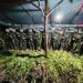 TNI Habema Sita 5.000 Batang Ganja di Yahukimo, Penyelidikan Terus Dikembangkan