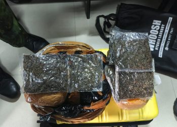 Bandara Sentani Gagalkan Lebih dari 14,5 Kg Ganja, Terbaru 3,8 Kg