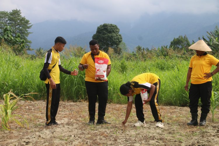 Penanaman jagung di Kebun Ketahanan Pangan Polres Jayapura, Kampung Numpang Geser, Distrik Waibu. (Foto: Istimewa)